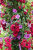 CLEMATIS VICTORIA & ROSA CRIMSON SHOWER RAMBLER ROSE