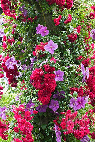 CLEMATIS_VICTORIA__ROSA_CRIMSON_SHOWER_RAMBLER_ROSE