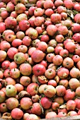 WINDFALL APPLES