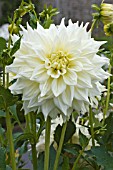 DAHLIA INCA DAMBUSTER