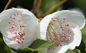 EUCRYPHIA NYMANSAY