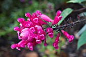 SALVIA INVOLUCRATA BETHELLII