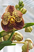 VANDA LEOPARD