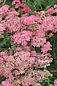 ACHILLEA WESERSANDSTEIN