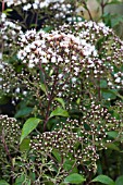 AGERATINA LIGUSTRINA (EUPATORIUM LIGUSTRINUM)