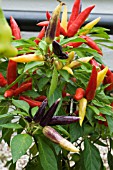 CAPSICUM CHINENSIS FUNKY