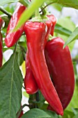 CAPSICUM CHINENSIS INFERNO F1