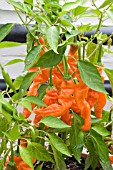 CAPSICUM CHINENSIS PETER PIPER