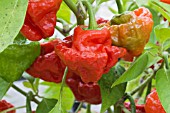 CAPSICUM CHINENSIS RED CAP MUSHROOM