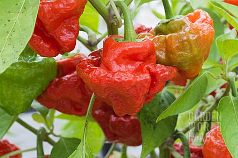 CAPSICUM_CHINENSIS_RED_CAP_MUSHROOM