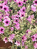 PETUNIA PINK ICE (HACKICE)