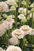 SCABIOSA MORGANA YELLOW