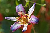 TRICYRTIS TAIPEI SILK