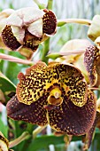 VANDA LEOPARD