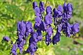 ACONITUM HENRYI SPARKS VARIETY