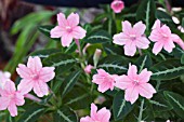 RUELLIA MAKOYANA PINK FLOWERED