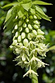 EUCOMIS BICOLOR ALBA