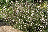 GAURA LINDHEIMERI