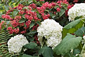 HYDRANGEA ANNABELLE & VIBURNUM TOMENTOSUM MARIESII