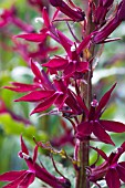 LOBELIA SPARKLING RUBY