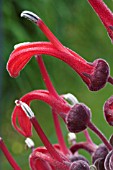 LOBELIA TUPA