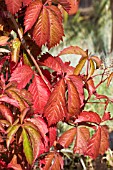 PARTHENOCISSUS QUINQUEFOLIA