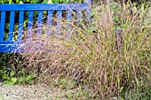 STIPA ARUNDUNACEA