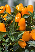 CAPSICUM CHINENSIS NUMEX ST PATRICKS