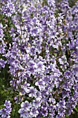 DELPHINIUM - CONSOLIDA AJACIS BRAVEHEART