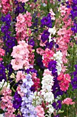 DELPHINIUM AJACIS GIANT IMPERIAL CROWN MIXED