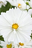 COREOPSIS COLLARETTE WHITE