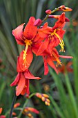 CROCOSMIA X CROCOSMIOIDES BABYLON