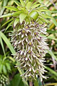 EUCOMIS BICOLOR, PINEAPPLE FLOWER