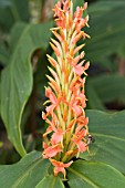 HEDYCHIUM ASSAM ORANGE