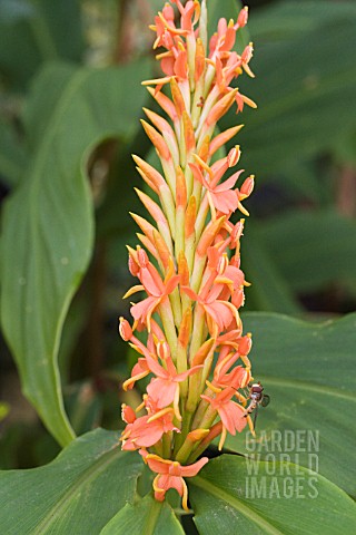 HEDYCHIUM_ASSAM_ORANGE