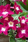 STREPTOCARPUS SUSAN