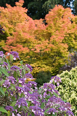 HYDRANGEA_ASPERA_VILLOSA_GROUP