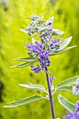 CARYOPTERIS X CLANDONENSIS DARK KNIGHT