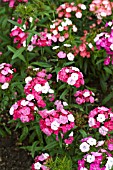 DIANTHUS BARBATUS NOVEMA CLOWN