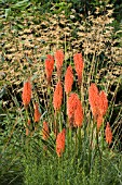 KNIPHOFIA UNDERWAY