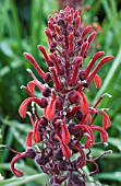 LOBELIA TUPA