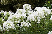 PHLOX PANICULATA MOUNT FUJI