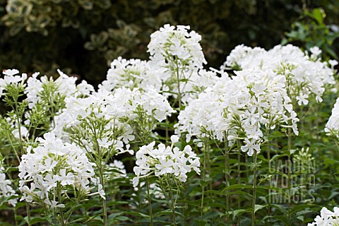 PHLOX_PANICULATA_MOUNT_FUJI