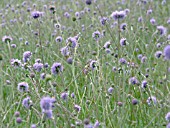 SUCCISA PRATENSIS (DEVILSBIT SCABIOUS)