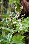 ALOYSIA CITRIODORA, (SYN. ALOYSIA TRIPHYLLA)