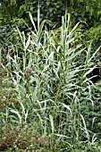 ARUNDO DONAX VAR VERSICOLOR