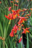 CROCOSMIA X CROCOSMIOIDES BABYLON