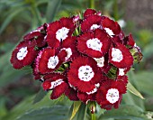 DIANTHUS BARBATUS BOOESTOLZ