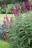 LOBELIA TUPA