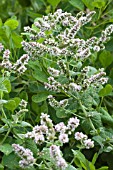 MENTHA SUAVEOLENS (ROTUNDIFOLIA)